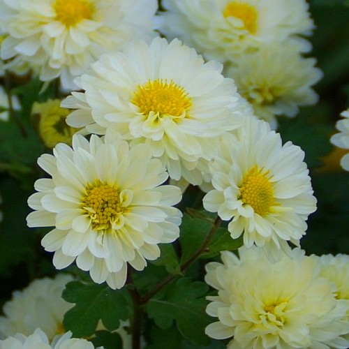 Chrysanthemum 'Poesie' - Krüsanteem 'Poesie